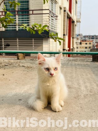 Traditional Persian male kitten